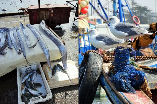Where there's ocean, there's fish (usually)... (left) & Where there's fish, there are seagulls! (right)