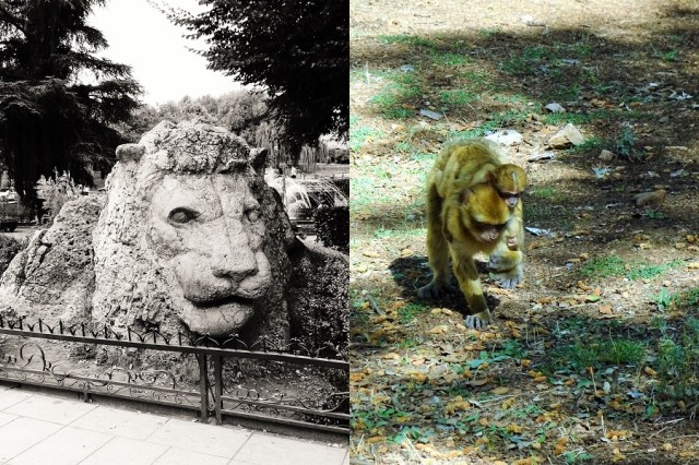 From the lost Barbary Lion… (left) to the Barbary Macaque (right)
