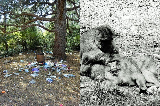 Human impact at its worst (left) & Voyeuristically watching a little nit-picking… (right)
